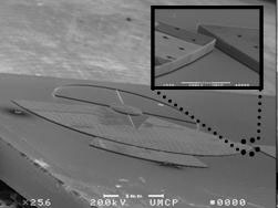 Electron Micrograph Image