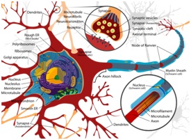 neuron-detail